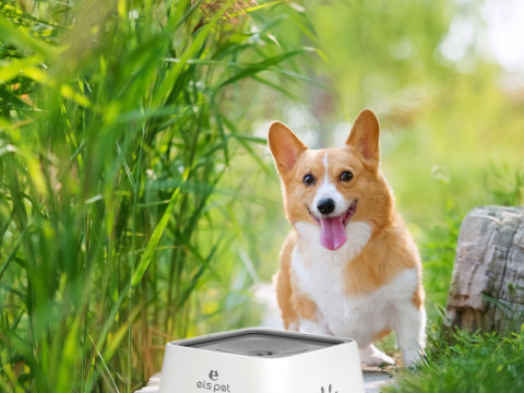 Pet water Bowl-2L