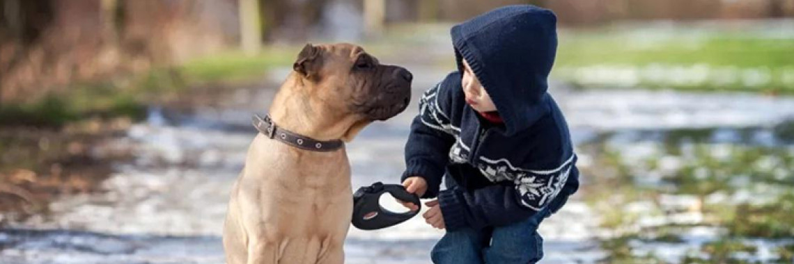 These Are the 5 Best U.S. Cities for Dogs
